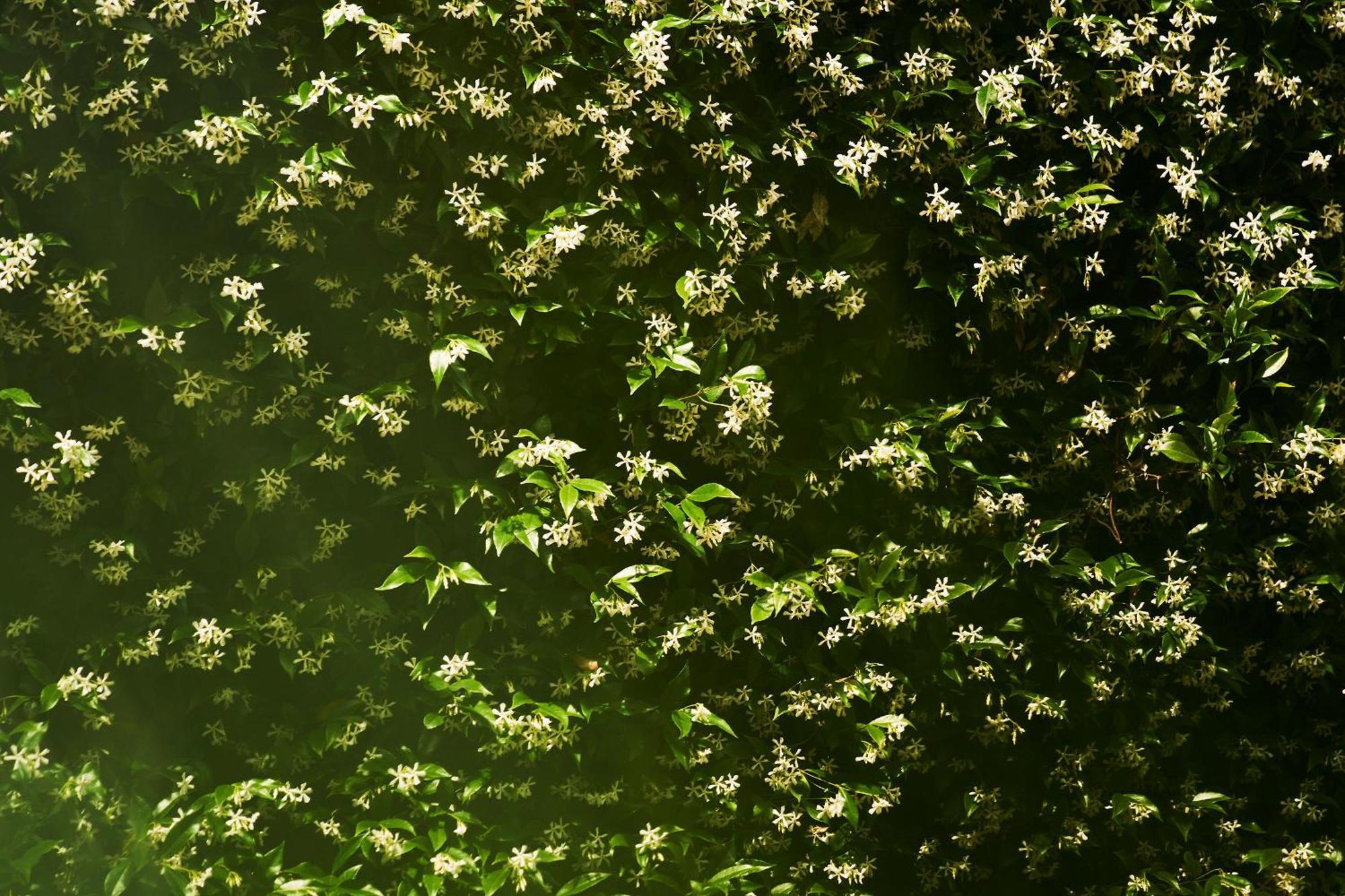 Giardino Segreto, In Centro Lägenhet Trieste Exteriör bild
